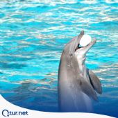 Alanya Dolphin Show Tour